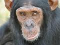 Шимпанзе могут планировать свое поведение