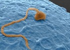 Сперматозоид обладает возможностью быстро перемещаться в организме 