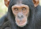 Шимпанзе могут планировать свое поведение