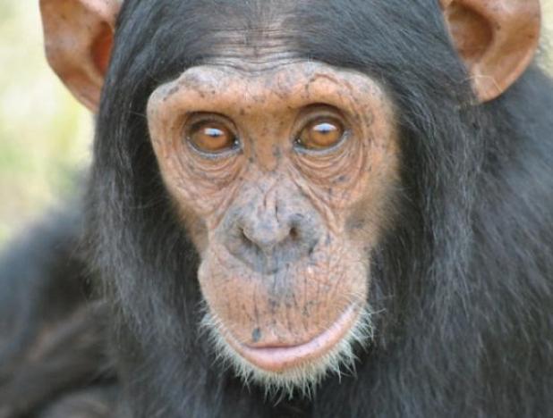 Шимпанзе могут планировать свое поведение